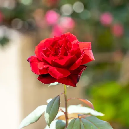 Angela פאלאוקסטריצה